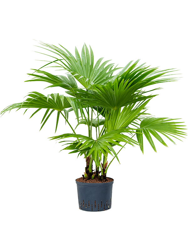 Planta naturala de interior Multi stem D90xH165cm Livistona chinensis P25/19cm in hidrogranule