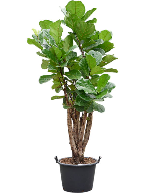Planta naturala de interior Multi stem D90xH200cm Ficus lyrata PS50/34cm in pamant