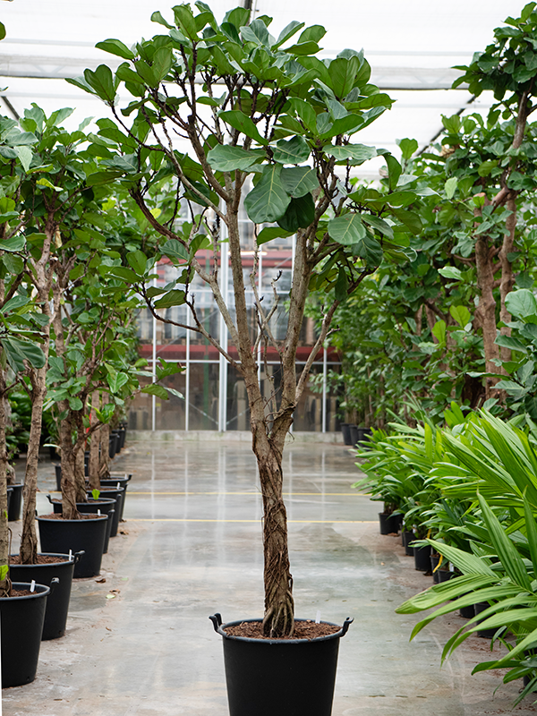 Planta naturala de interior Multi Stem D90xH350cm Ficus lyrata PS60/48cm in pamant