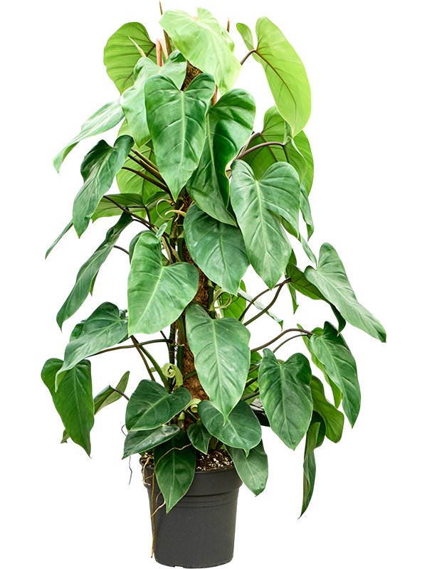 Planta naturala de interior On moss-pole 120 D40xH120cm Philodendron ‘Emerald Queen’ PS24/23cm in pamant