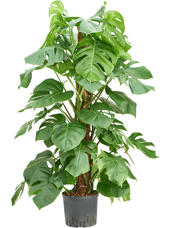Planta naturala de interior On moss-pole 120 D60xH120cm Monstera deliciosa P22/19cm in hidrogranule