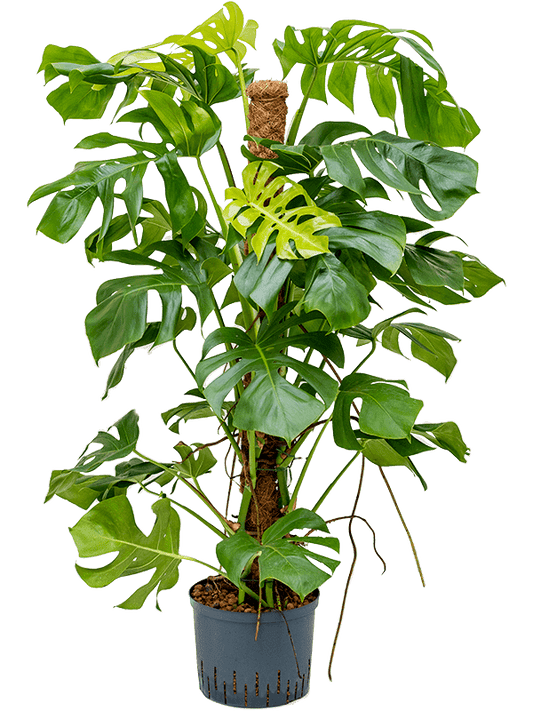 Planta naturala de interior On moss-pole 120 D60xH155cm Monstera deliciosa P25/19cm in hidrogranule