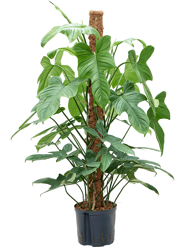 Planta naturala de interior On moss-pole 120 D60xH160cm Philodendron bipennifolium “Silver Violin” P22/19cm in hidrogranule