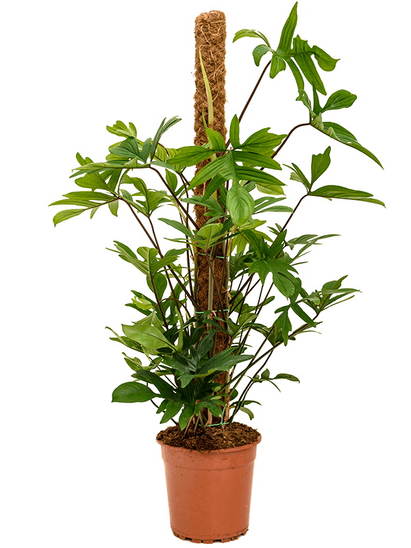 Planta naturala de interior On moss-pole 120 D70xH120cm Philodendron pedatum PS24/22cm in pamant