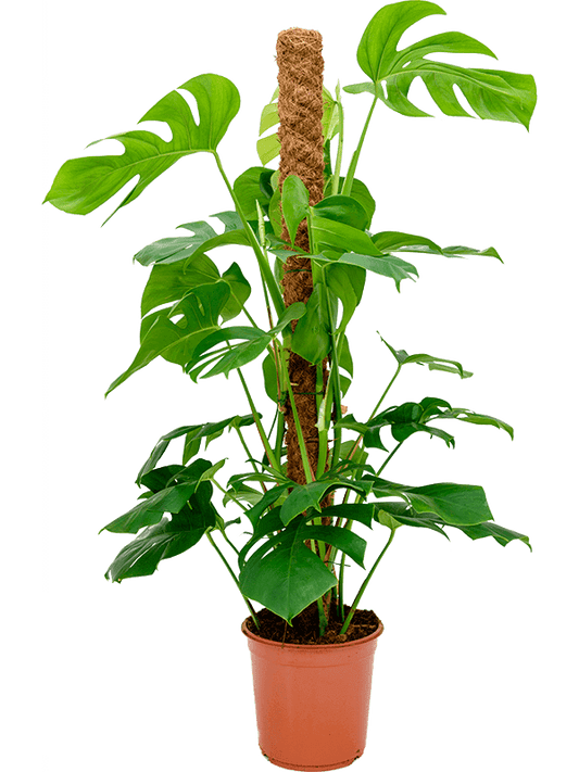 Planta naturala de interior On moss-pole 120 D70xH130cm Monstera deliciosa (120-140) PS24/23cm in pamant