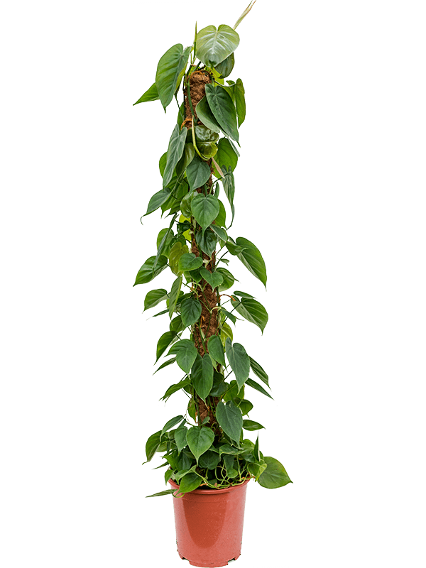 Planta naturala de interior On moss-pole 150 D35xH150cm Philodendron scandens PS27/26cm in pamant