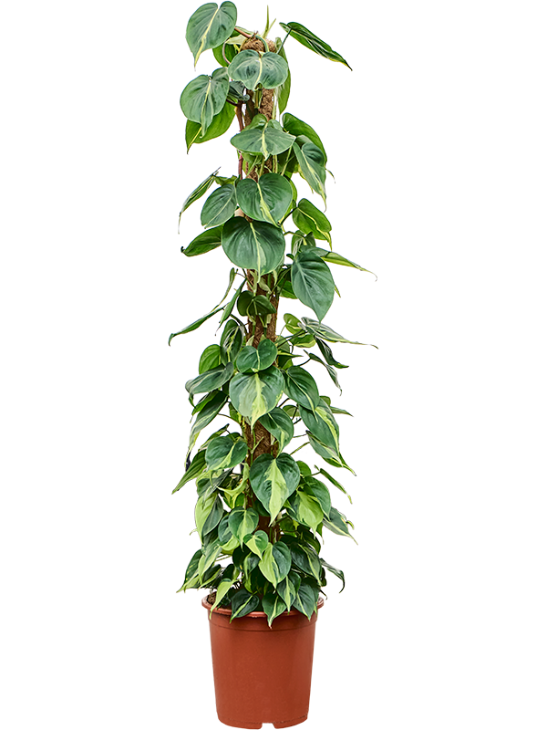 Planta naturala de interior On moss-pole 150 D50xH150cm Philodendron scandens 'Brasil' PS27/25cm in pamant