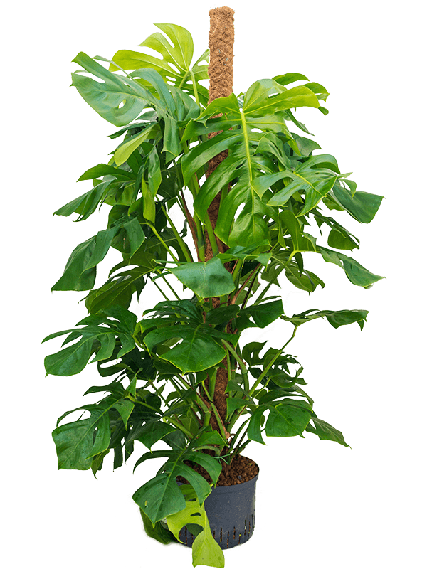 Planta naturala de interior On moss-pole 150 D70xH150cm Monstera deliciosa P28/19cm in hidrogranule