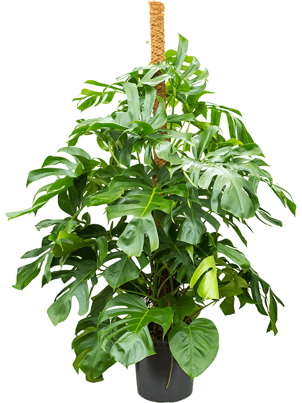 Planta naturala de interior On moss-pole 180 D100xH160cm Monstera deliciosa PS38/35cm in pamant
