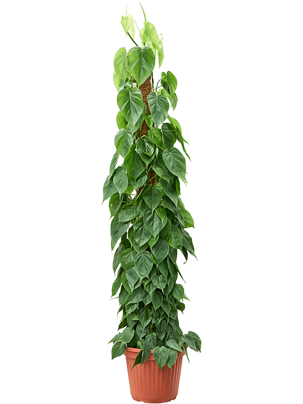 Planta naturala de interior On moss-pole 180 D55xH180cm Philodendron scandens PS35/32cm in pamant