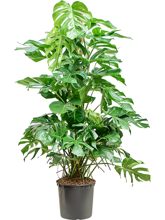 Planta naturala de interior On moss-pole 180 D90xH160cm Monstera deliciosa PS32/31cm in pamant