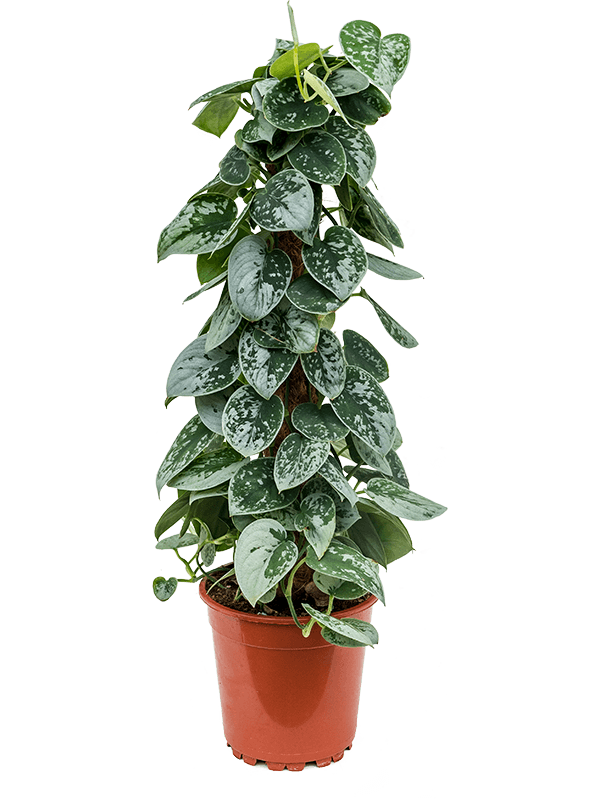 Planta naturala de interior On moss-pole 60 D20xH60cm Scindapsus pictus 'Silvery Ann' PS17/16cm in pamant