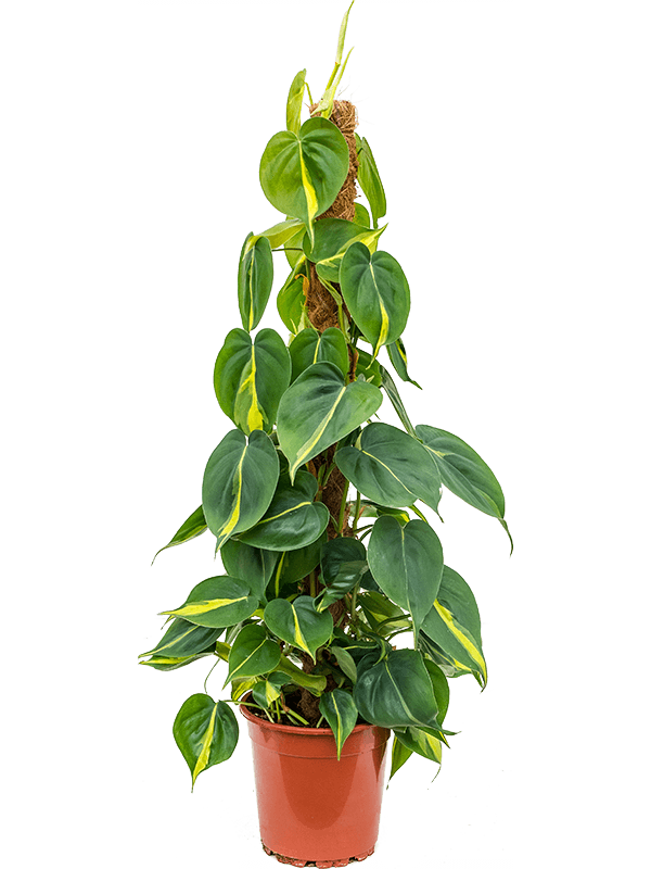 Planta naturala de interior On moss-pole 80 D30xH70cm Philodendron scandens 'Brasil' PS17/16cm in pamant