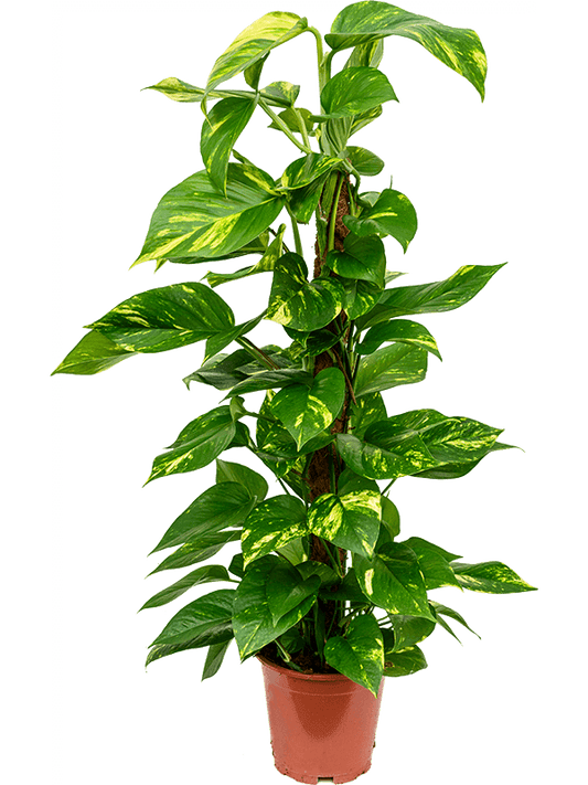 Planta naturala de interior On moss-pole 80 D30xH70cm Scindapsus (Epipremnum) 'Aureum' PS19/18cm in pamant