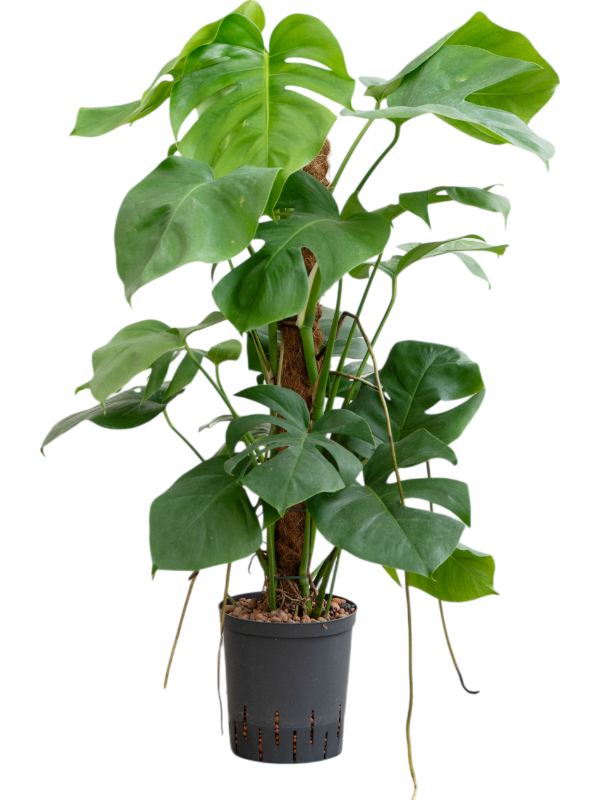 Planta naturala de interior On moss-pole 80 D50xH100cm Monstera deliciosa P18/19cm in hidrogranule