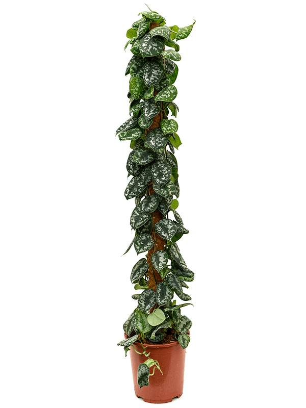 Planta naturala de interior On moss-pole D35xH150cm Scindapsus pictus 'Trebie' PS27/26cm in pamant