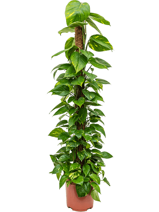 Planta naturala de interior On moss-pole D50xH150cm Scindapsus (Epipremnum) 'Aureum' PS27/25cm in pamant