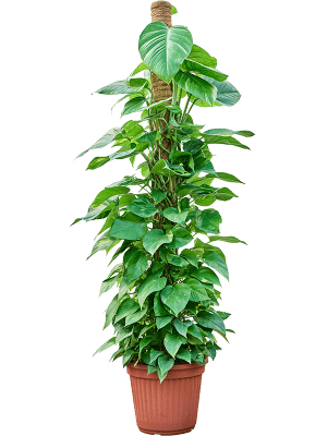 Planta naturala de interior On moss-pole D60xH190cm Scindapsus (Epipremnum) 'Aureum' PS34/31cm in pamant