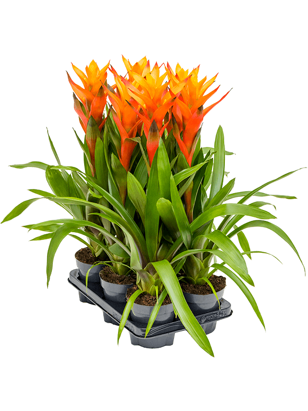 Planta naturala de interior Orange D25xH55cm Guzmania 'Variada' PS13/12cm in pamant