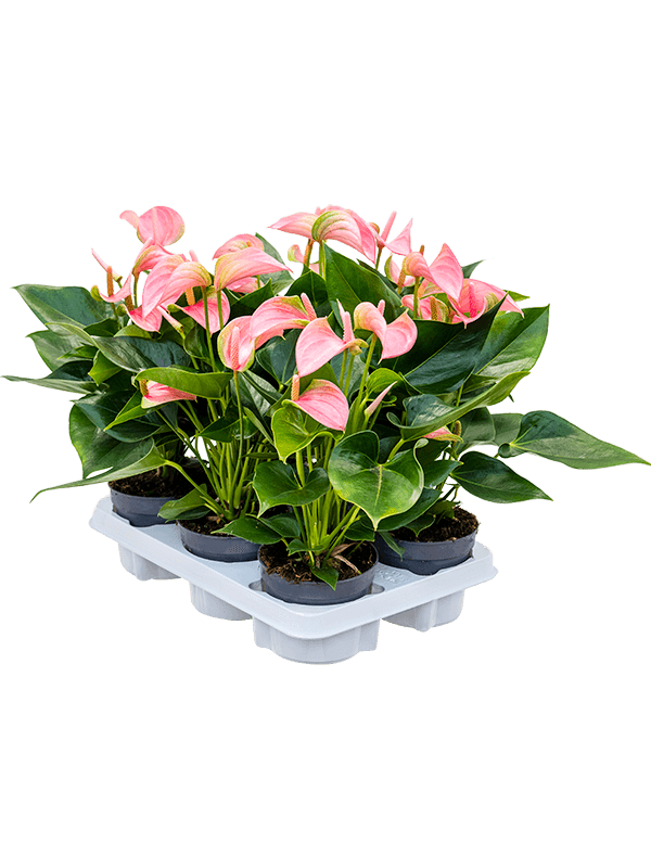 Planta naturala de interior Pink D30xH40cm Anthurium andraeanum 'Joli' PS12/10cm in pamant