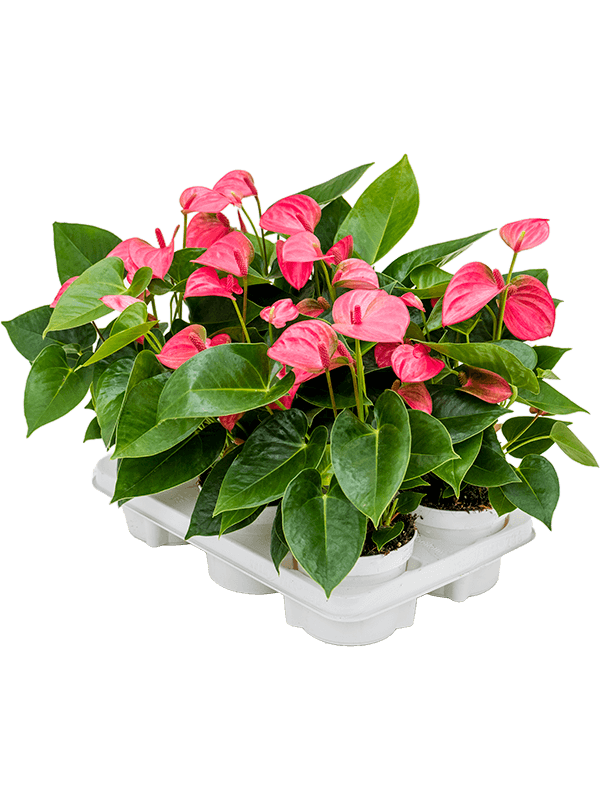 Planta naturala de interior Pink D30xH40cm Anthurium andraeanum 'Pink Champion' PS12/10cm in pamant