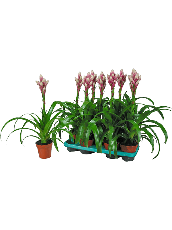 Planta naturala de interior Pink/white D25xH55cm Guzmania 'Candy' PS13/12cm in pamant