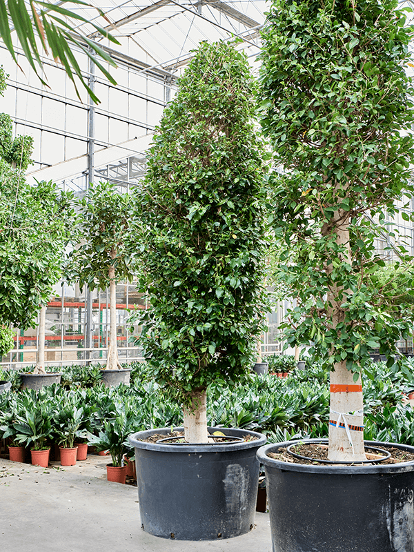 Planta naturala de interior Piramid (360-420) D110xH385cm Ficus microcarpa ‘Nitida’ PS100/65cm in pamant