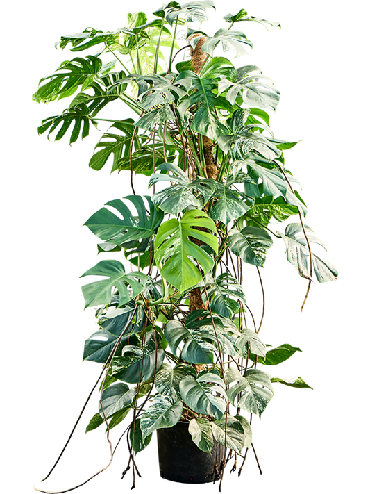 Planta naturala de interior Pyramid 1.50 D60xH180cm Monstera deliciosa 'Variegatum' P28/24cm in hidrogranule