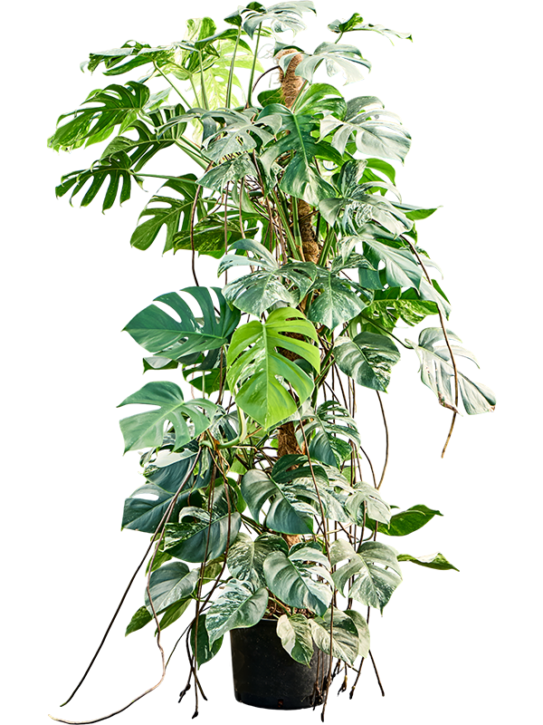 Planta naturala de interior Pyramid 1.50 D60xH180cm Monstera deliciosa 'Variegatum' P28/24cm in hidrogranule