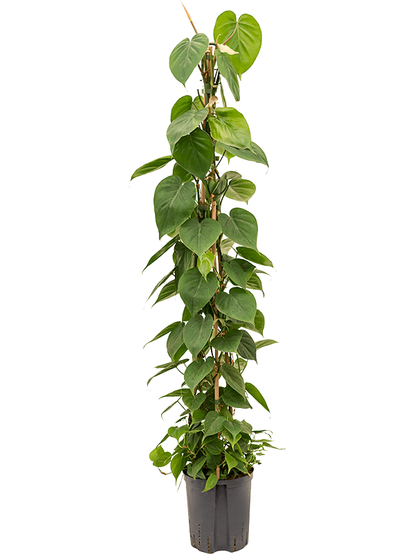 Planta naturala de interior Pyramid 120 D30xH120cm Philodendron scandens P18/19cm in hidrogranule