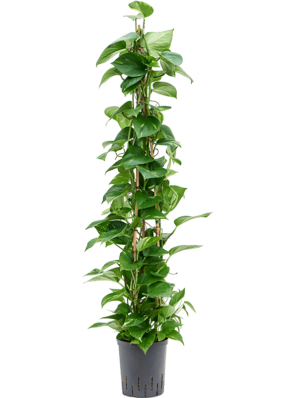 Planta naturala de interior Pyramid 120 D30xH120cm Scindapsus (Epipremnum) 'Aureum' P18/19cm in hidrogranule