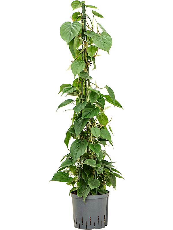 Planta naturala de interior Pyramid 120 D35xH120cm Philodendron scandens P22/19cm in hidrogranule