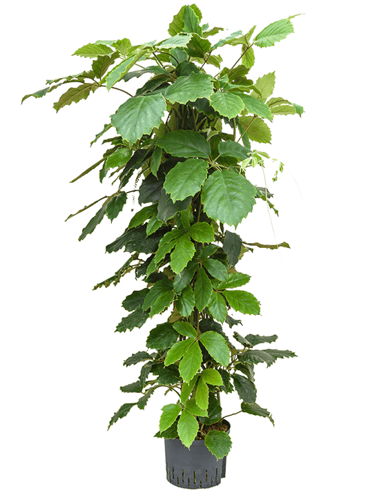 Planta naturala de interior Pyramid 150 D70xH160cm Tetrastigma voinierianum P28/19cm in hidrogranule