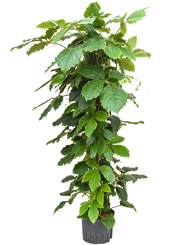 Planta naturala de interior Pyramid 150 D70xH160cm Tetrastigma voinierianum P28/19cm in hidrogranule