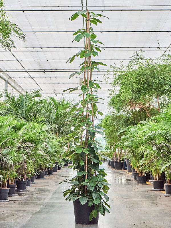 Planta naturala de interior Pyramid D100xH300cm Tetrastigma voinierianum PS45/37cm in pamant