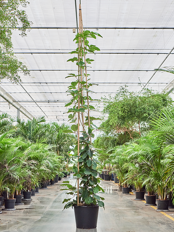 Planta naturala de interior Pyramid D100xH400cm Tetrastigma voinierianum PS50/41cm in pamant