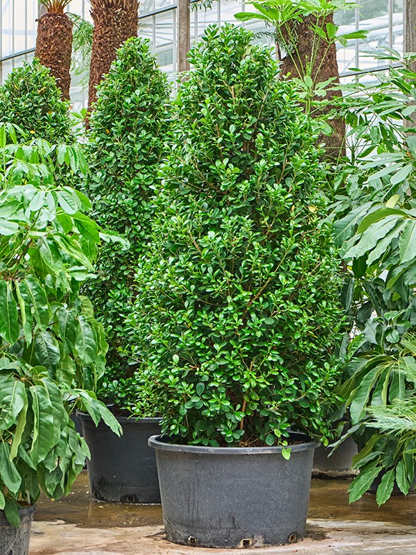 Planta naturala de interior Pyramid D125xH285cm Ficus microcarpa 'Moclame' PS96/55cm in pamant