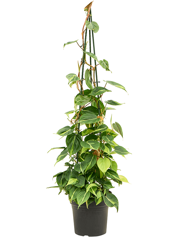 Planta naturala de interior Pyramid D40xH120cm Philodendron scandens 'Brasil' PS24/23cm in pamant