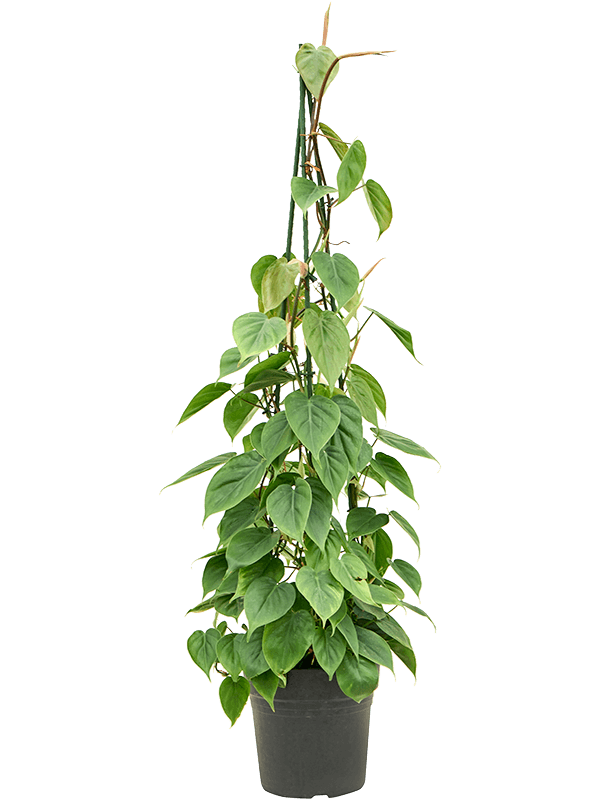 Planta naturala de interior Pyramid D40xH120cm Philodendron scandens PS24/23cm in pamant