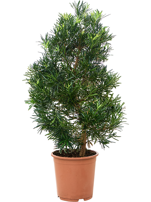 Planta naturala de interior Pyramid D55xH115cm Podocarpus macrophyllus PS27/25cm in pamant