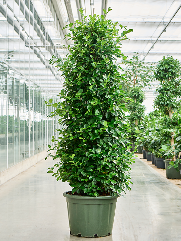 Planta naturala de interior Pyramid D75xH200cm Ficus microcarpa 'Moclame' PS55/44cm in pamant