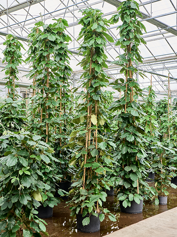 Planta naturala de interior Pyramid D80xH370cm Tetrastigma voinierianum P42/32cm in hidrogranule