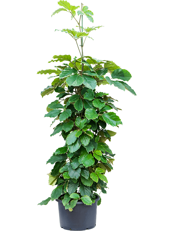 Planta naturala de interior Pyramid D90xH210cm Tetrastigma voinierianum P40/28cm in hidrogranule