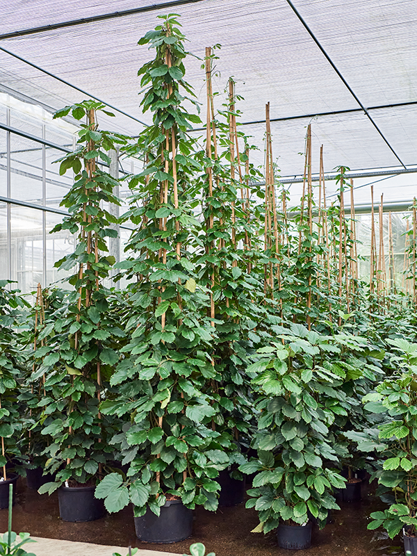 Planta naturala de interior Pyramid D90xH450cm Tetrastigma voinierianum P54/35cm in hidrogranule