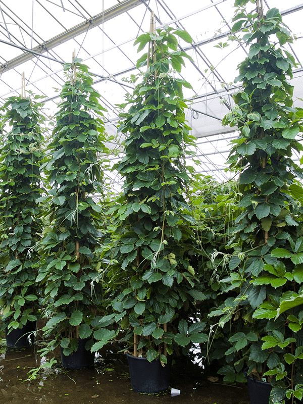 Planta naturala de interior Pyramid D95xH480cm Tetrastigma voinierianum P55/44cm in hidrogranule