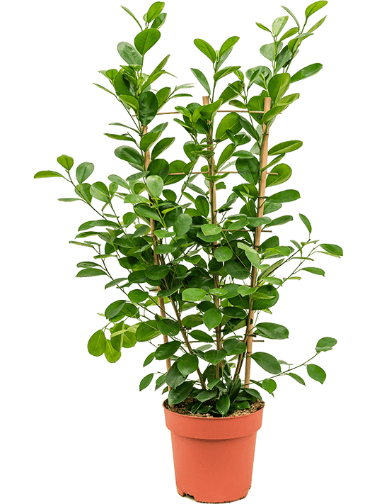 Planta naturala de interior Rack D40xH100cm Ficus microcarpa 'Moclame' PS24/21cm in pamant