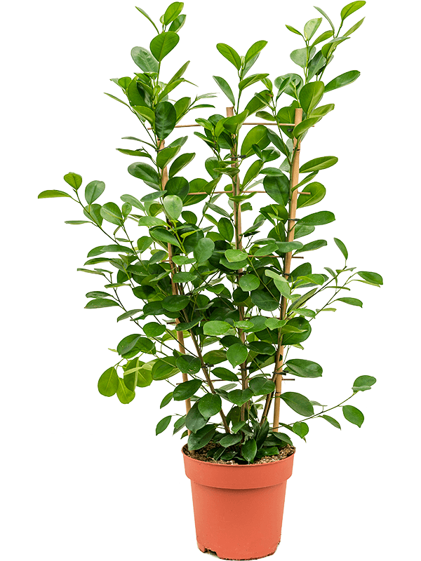 Planta naturala de interior Rack D40xH100cm Ficus microcarpa 'Moclame' PS24/21cm in pamant