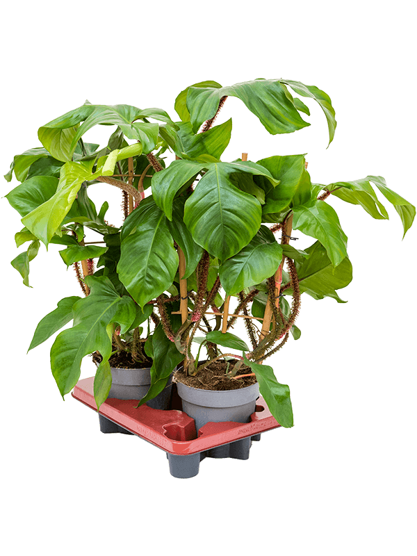 Planta naturala de interior Rack D40xH60cm Philodendron squamiferum PS17/15cm in pamant