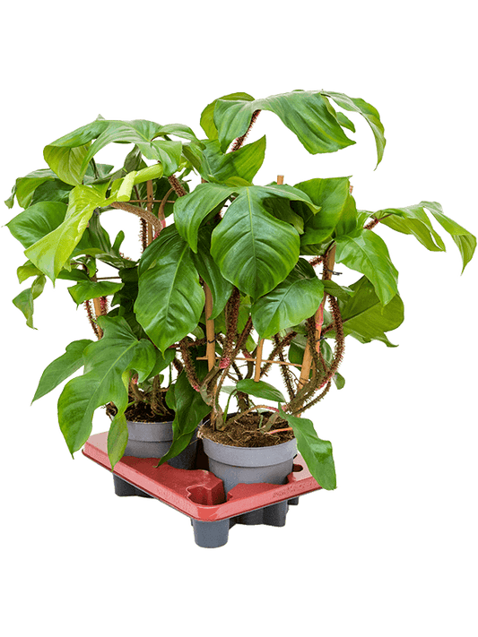 Planta naturala de interior Rack D40xH60cm Philodendron squamiferum PS17/15cm in pamant