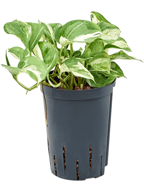 Planta naturala de interior Ranker D15xH30cm Scindapsus (Epipremnum) 'Happy Leaf' P15/19cm in hidrogranule